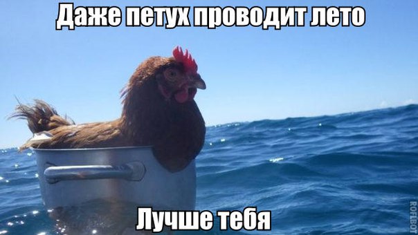 Ассорти картинок из сети