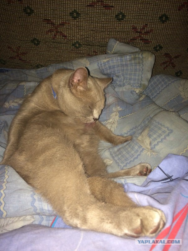 Котовторник 05.07.16