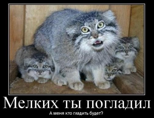 Манулы - самые ленивые и эмоциональные коты