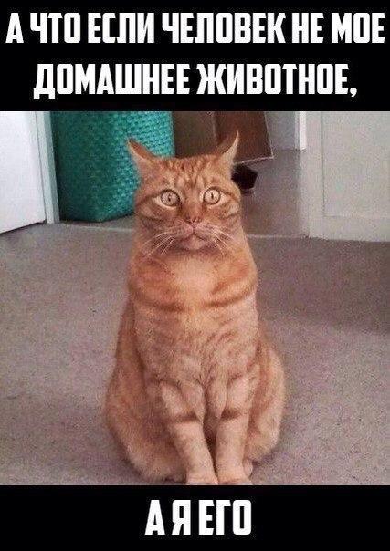 Покажи свою киску?