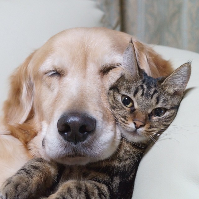 Коты и Кошки