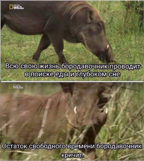 Приколы в стиле "регресс"