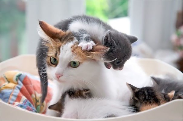 Коты и Кошки