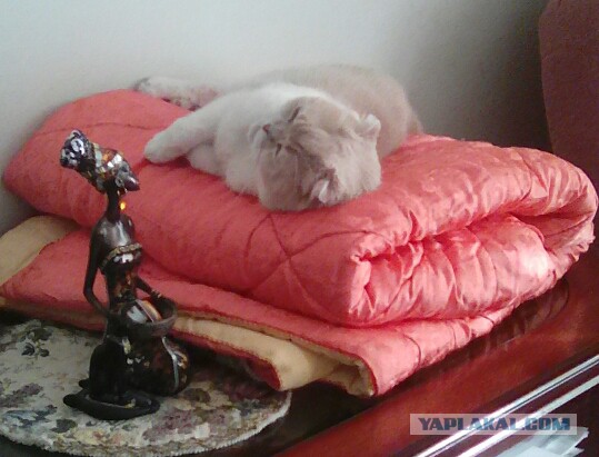 Котовторник