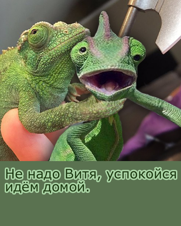 Я за народ!