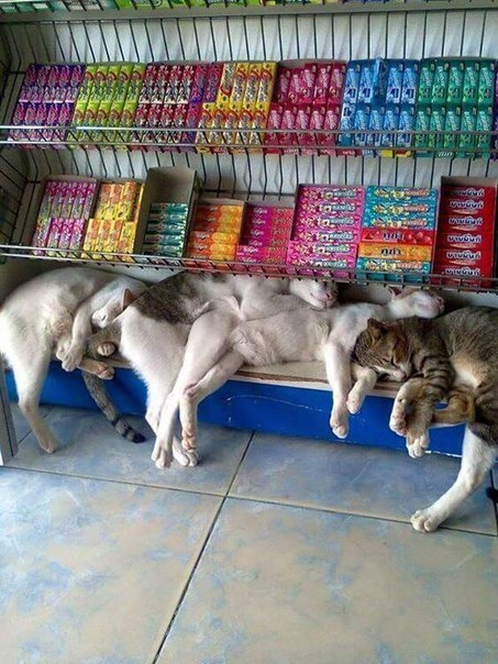 Фотобомбы котов