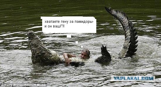 Данди-крокодил отдыхает!