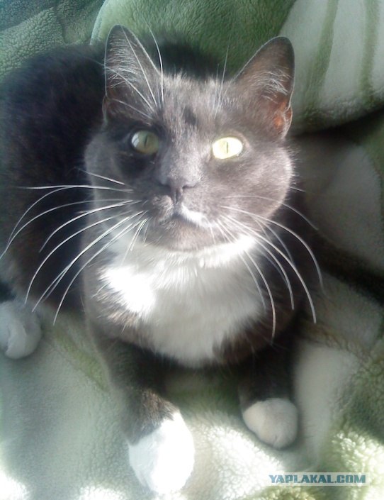 Ну что, котовторник?
