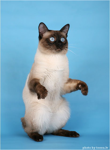 Голубоглазый кот с кургузым хвостом
