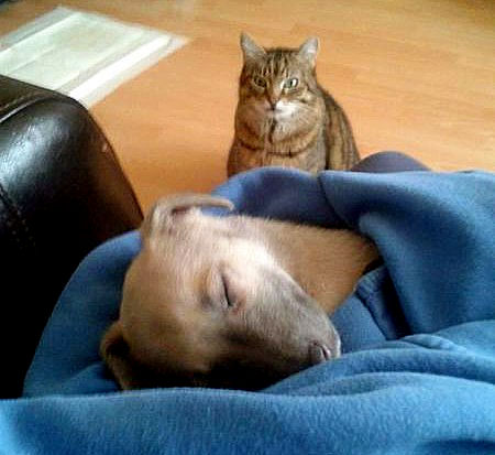 Котэ в студию...