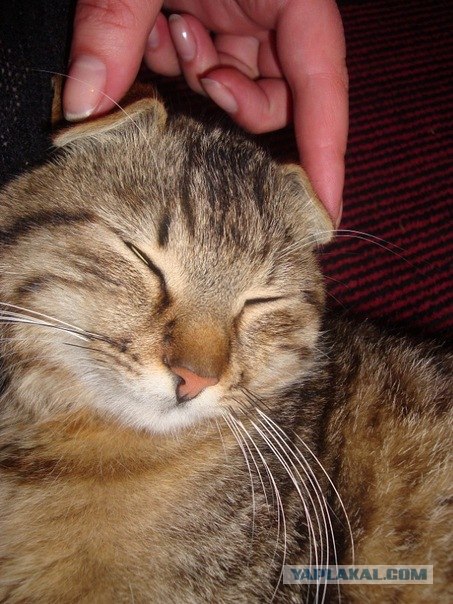 Десантный котовторник