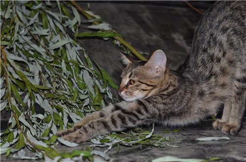 Котовторник 06.09.11