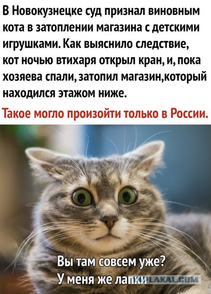 В Новокузнецке спасли кота, который каким-то образом провалился за элетронные счетчики в подъезде