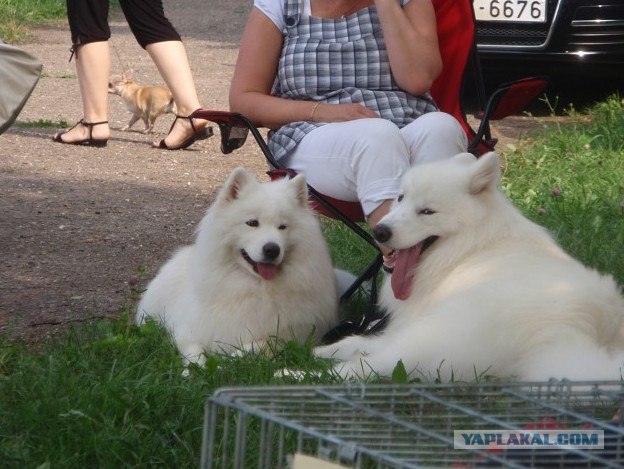 Питомник хаски и заснеженная костромская деревня!