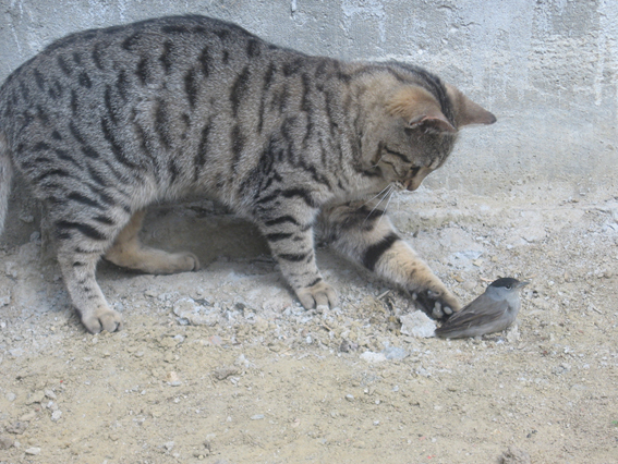Котовторник 10.04.2012