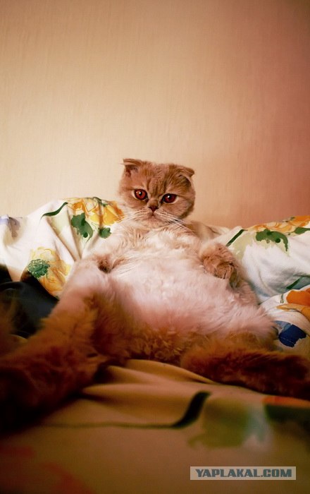 Котовторник 10. 07. 2012