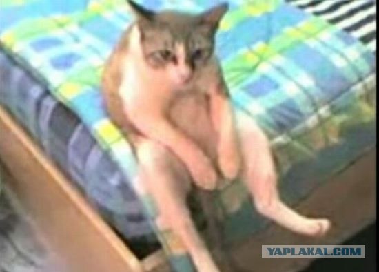 Котовторник 30.10.2012