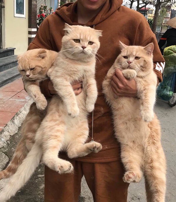 Прикольных котов пост