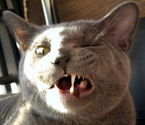 Котовторник однако