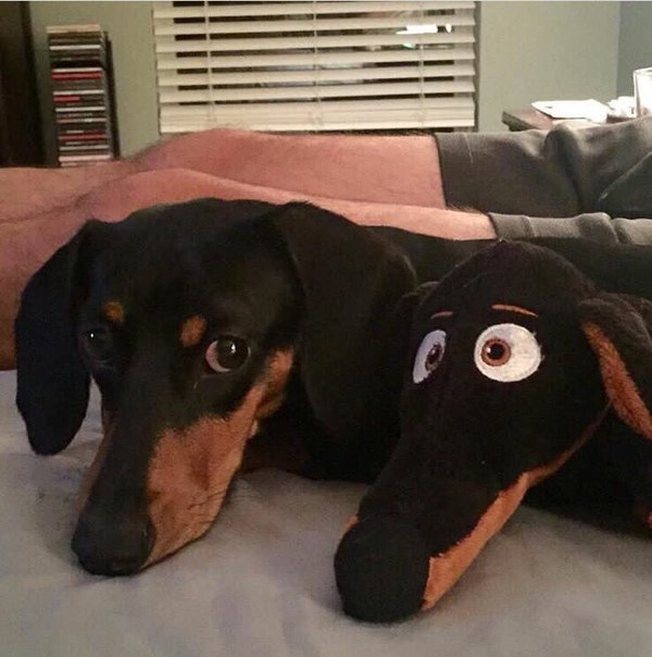 Живность из сети