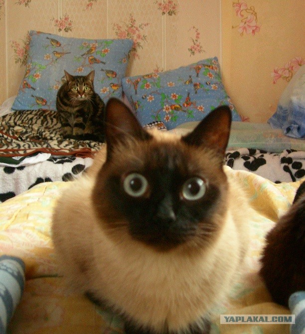 ЯП в кошках