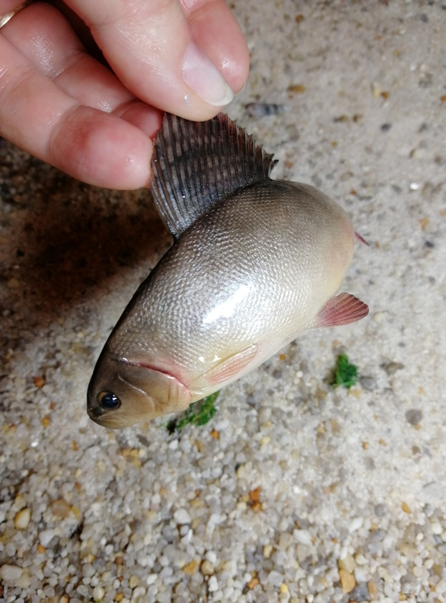 Рыба Песчанка Фото – Telegraph