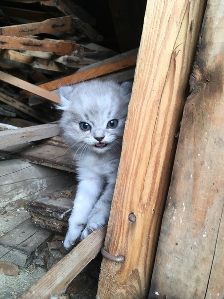 Чуток картинок не про вирус  18.0.  Животные