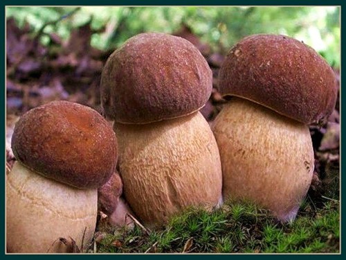 Розовые сапожки