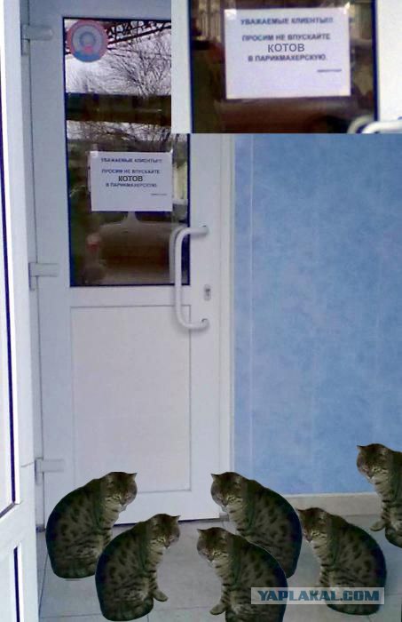 Не впускайте кота в парикхмахерскую)))