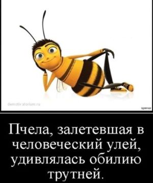 Трутень: Зачем трудолюбивым пчёлам нужен бездельник и дармоед в улье?