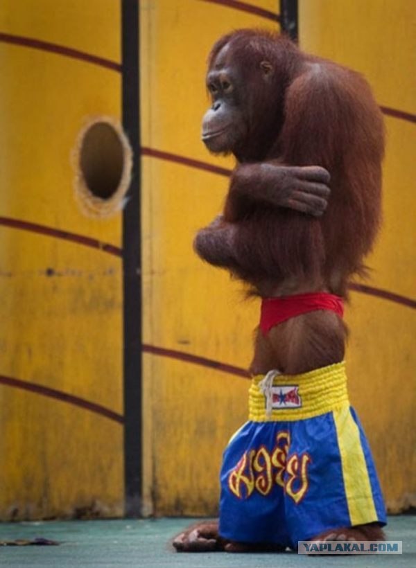 Чувак думал, что он терминатор