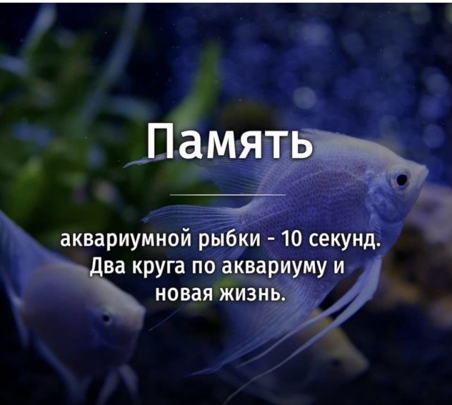 Картинки и мемы для настроения - 11