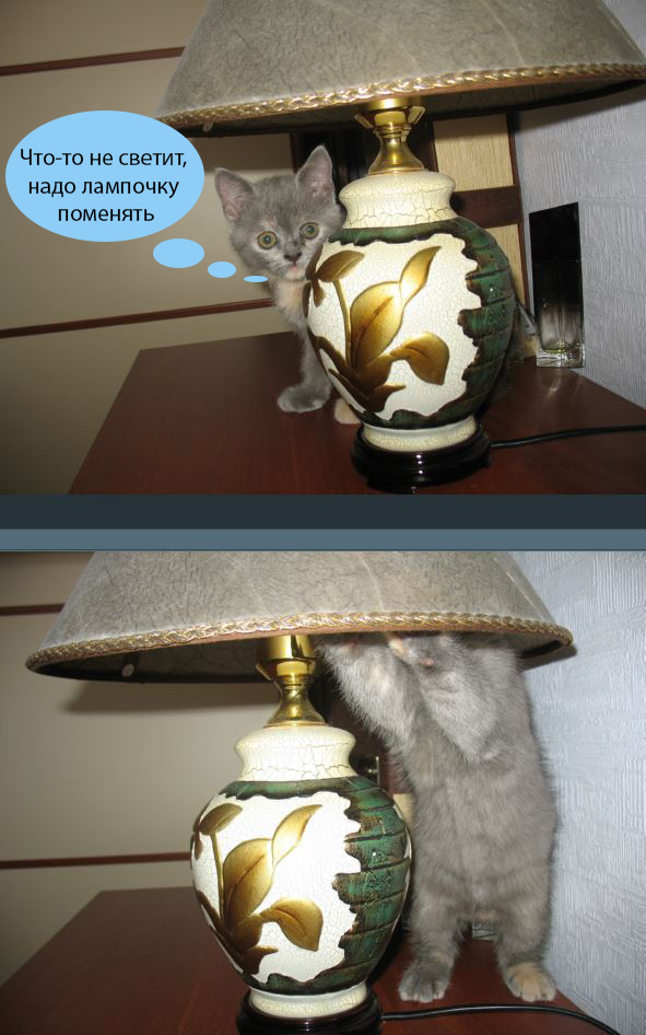 Котолампа. Кот и лампа - новый вариант старого мема