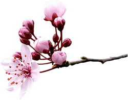 СлонотЯП итоги.