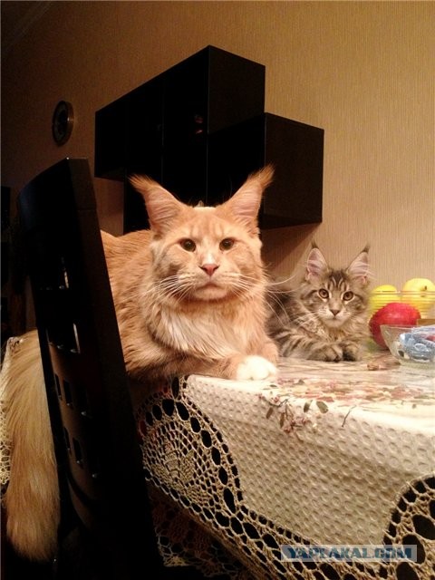 Парень, который разводит котов-гигантов