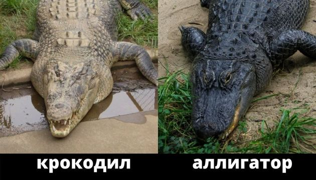 Южная Флорида, разборки рептилий