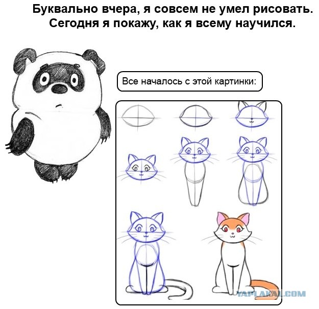 Как правильно рисовать кота