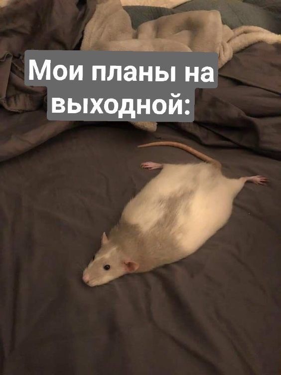 Субботние картинки