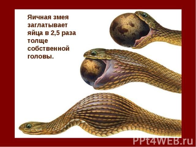 Когда она сказала, что не голодна, и ты можешь заказывать только на себя, а ей просто дашь разок откусить