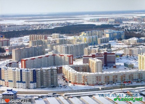 Пингвины переходят дорогу в Сургуте