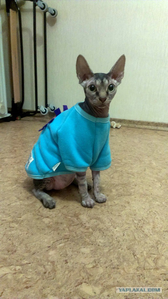 Всё, мне походу пистец!