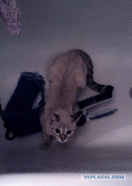Котовторник 25.02.2014