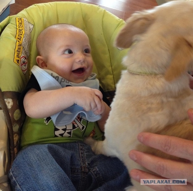 Реакция младенцев, которые увидели собаку