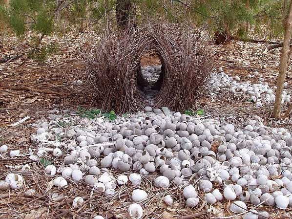 Птицы-дизайнеры,