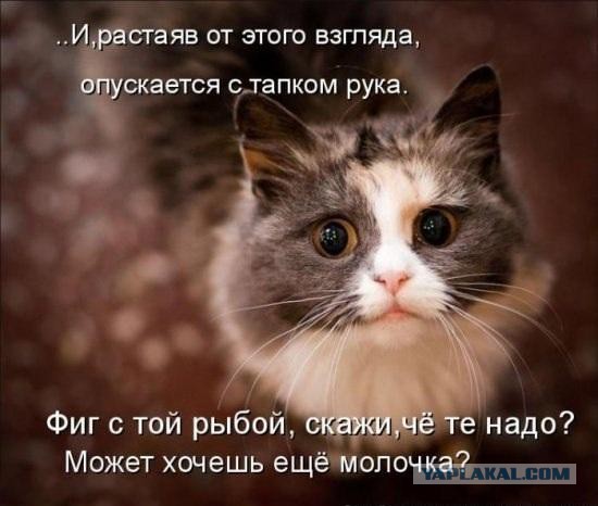 Шнуровка 80-го уровня