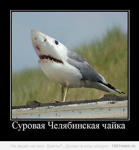 Вот кого реально надо бояться
