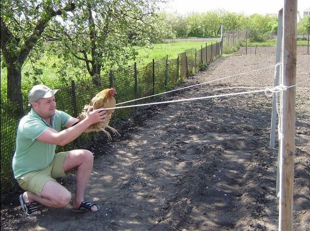 Весёлые картинки