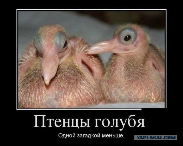 Рыбы- малыши