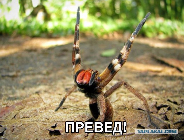 Топ 10 самых опасных насекомых и в мире