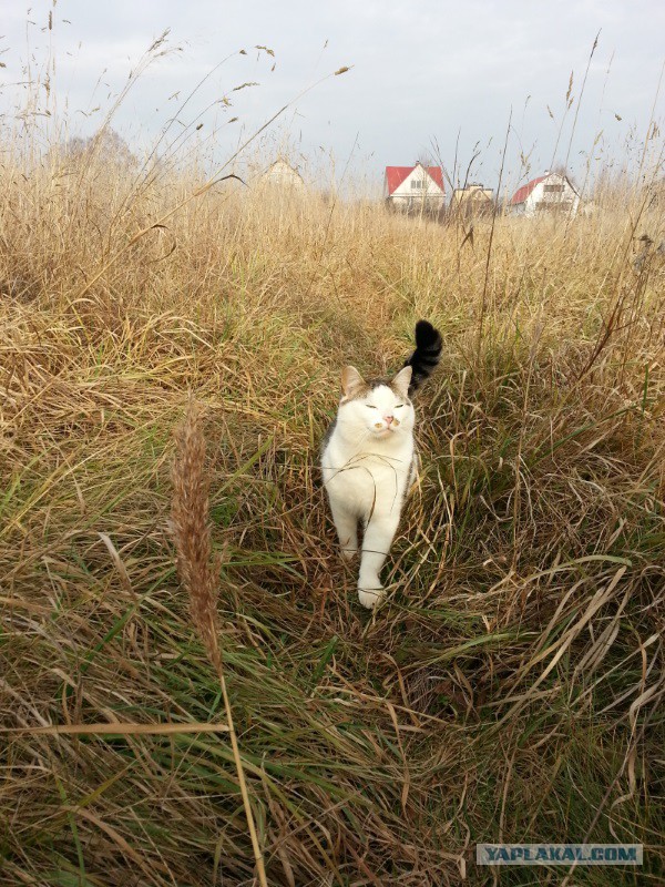 Котовторник 16.06.2015., Котовторник наступил!